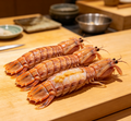 Mantis Shrimp